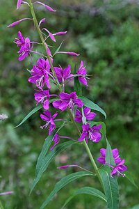 Epilobium angustifolium geen maat specificatie 0,55L/P9cm - afbeelding 2