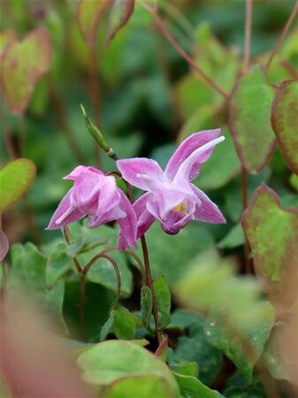 Epimedium gr. 'Akebono' geen maat specificatie 0,55L/P9cm