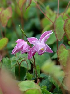 Epimedium gr. 'Akebono' geen maat specificatie 0,55L/P9cm