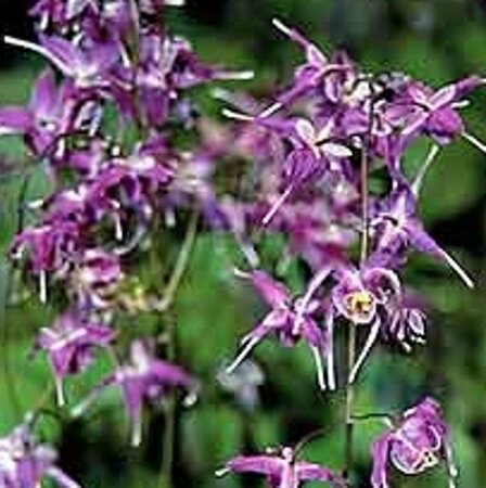 Epimedium gr. 'Lilafee' geen maat specificatie 0,55L/P9cm