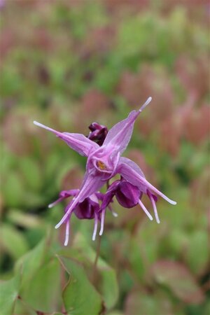 Epimedium gr. 'Lilafee' geen maat specificatie 0,55L/P9cm - afbeelding 2