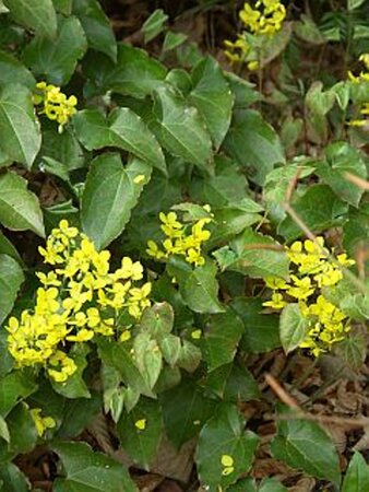 Epimedium perralc. 'Frohnleiten' (gele bloem) geen maat specificatie 0,55L/P9cm - afbeelding 1