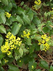Epimedium perralc. 'Frohnleiten' (gele bloem) geen maat specificatie 0,55L/P9cm - afbeelding 1
