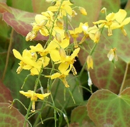 Epimedium perralc. 'Frohnleiten' (gele bloem) geen maat specificatie 0,55L/P9cm - afbeelding 3