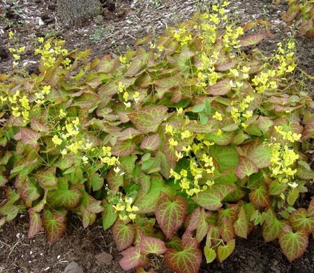 Epimedium perralc. 'Frohnleiten' (gele bloem) geen maat specificatie 0,55L/P9cm - afbeelding 4