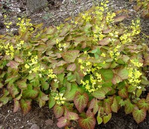 Epimedium perralc. 'Frohnleiten' (gele bloem) geen maat specificatie 0,55L/P9cm - afbeelding 4