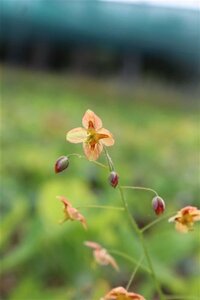 Epimedium pubigerum 'Orangekönigin' geen maat specificatie 0,55L/P9cm - afbeelding 2