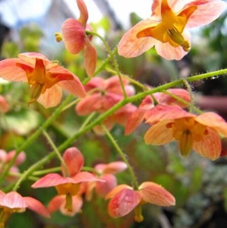 Epimedium pubigerum 'Orangekönigin' geen maat specificatie 0,55L/P9cm - afbeelding 1