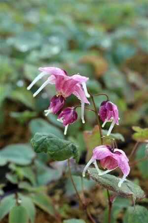 Epimedium 'Pretty in Pink' geen maat specificatie 0,55L/P9cm