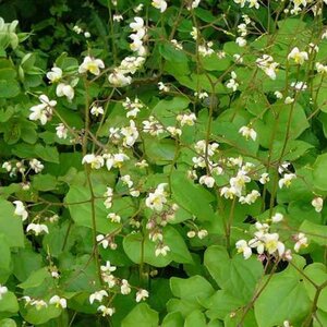 Epimedium pubigerum geen maat specificatie 0,55L/P9cm - afbeelding 4