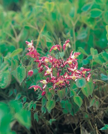 Epimedium rubrum geen maat specificatie 0,55L/P9cm - afbeelding 2