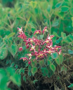 Epimedium rubrum geen maat specificatie 0,55L/P9cm - afbeelding 2