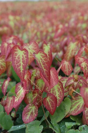 Epimedium rubrum geen maat specificatie 0,55L/P9cm - afbeelding 5