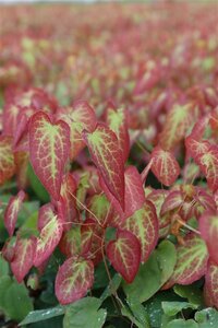 Epimedium rubrum geen maat specificatie 0,55L/P9cm - afbeelding 5