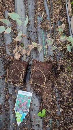 Epimedium rubrum geen maat specificatie 0,55L/P9cm - afbeelding 2
