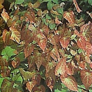 Epimedium rubrum geen maat specificatie 0,55L/P9cm - afbeelding 4