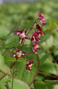 Epimedium rubrum geen maat specificatie 0,55L/P9cm - afbeelding 6