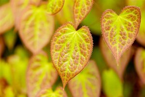 Epimedium versic. 'Sulphureum' geen maat specificatie 0,55L/P9cm