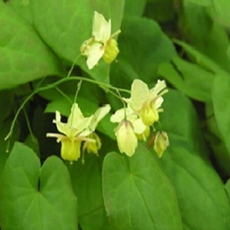 Epimedium versic. 'Sulphureum' geen maat specificatie 0,55L/P9cm - afbeelding 6