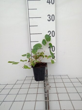 Epimedium versic. 'Sulphureum' geen maat specificatie 0,55L/P9cm - afbeelding 3