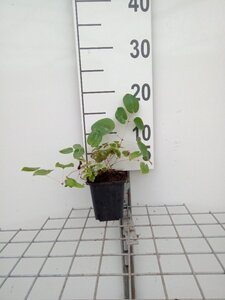 Epimedium versic. 'Sulphureum' geen maat specificatie 0,55L/P9cm - afbeelding 3