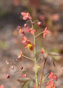 Epimedium warl. 'Ellen Willmott' geen maat specificatie 0,55L/P9cm