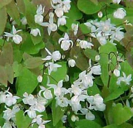 Epimedium y. 'Niveum' geen maat specificatie 0,55L/P9cm - afbeelding 1