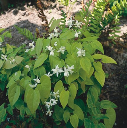 Epimedium y. 'Niveum' geen maat specificatie 0,55L/P9cm - afbeelding 2