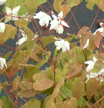 Epimedium y. 'Niveum' geen maat specificatie 0,55L/P9cm - afbeelding 3