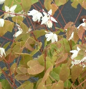 Epimedium y. 'Niveum' geen maat specificatie 0,55L/P9cm - afbeelding 3
