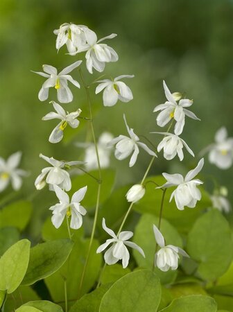 Epimedium y. 'Niveum' geen maat specificatie 0,55L/P9cm - afbeelding 4