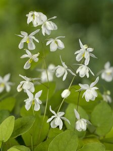 Epimedium y. 'Niveum' geen maat specificatie 0,55L/P9cm - afbeelding 4