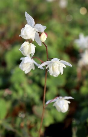 Epimedium y. 'Niveum' geen maat specificatie 0,55L/P9cm - afbeelding 1