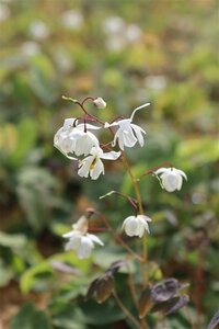 Epimedium y. 'Niveum' geen maat specificatie 0,55L/P9cm - afbeelding 2