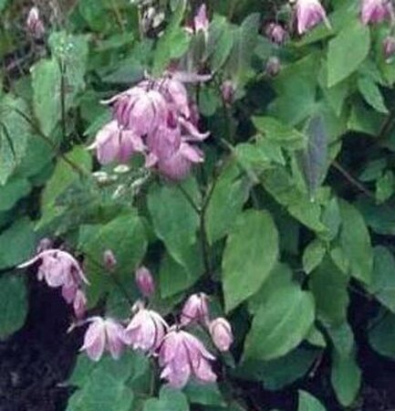 Epimedium y. 'Roseum' geen maat specificatie 0,55L/P9cm