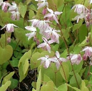 Epimedium y. 'Roseum' geen maat specificatie 0,55L/P9cm - afbeelding 2