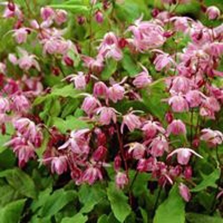 Epimedium y. 'Roseum' geen maat specificatie 0,55L/P9cm - afbeelding 3