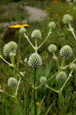 Eryngium agavifolium geen maat specificatie 0,55L/P9cm