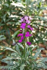 Erysimum 'Bowles' Mauve' geen maat specificatie 0,55L/P9cm