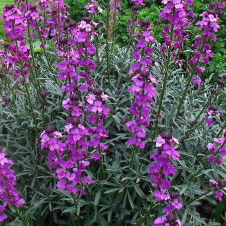 Erysimum 'Bowles' Mauve' geen maat specificatie 0,55L/P9cm - afbeelding 4