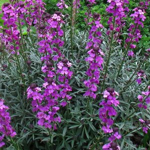 Erysimum 'Bowles' Mauve' geen maat specificatie 0,55L/P9cm - afbeelding 4
