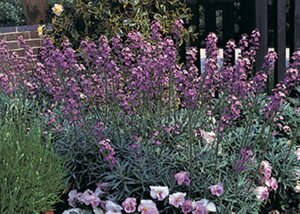 Erysimum 'Bowles' Mauve' geen maat specificatie 0,55L/P9cm - afbeelding 5