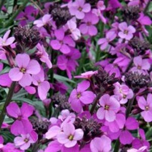 Erysimum 'Bowles' Mauve' geen maat specificatie 0,55L/P9cm - afbeelding 6