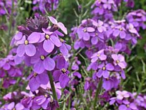 Erysimum 'Bowles' Mauve' geen maat specificatie 0,55L/P9cm - afbeelding 7