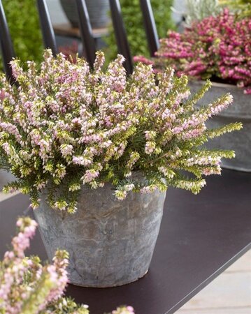 Erica darl. 'Darley Dale' ROZE geen maat specificatie 0,55L/P9cm - afbeelding 1