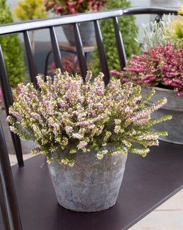 Erica darl. 'Darley Dale' ROZE geen maat specificatie 0,55L/P9cm - afbeelding 2
