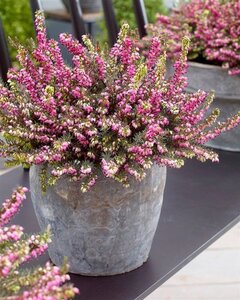 Erica darl. 'Kramer's Rote' geen maat specificatie 0,55L/P9cm