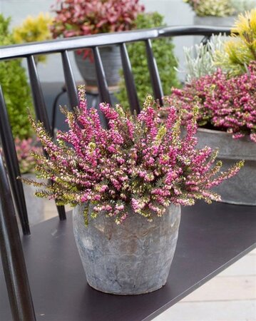 Erica darl. 'Kramer's Rote' geen maat specificatie 0,55L/P9cm - afbeelding 2