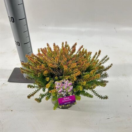 Erica darl. 'Mary Helen' 15-20 cm cont. 2,0L - afbeelding 3