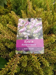 Erica darl. 'Mary Helen' 15-20 cm cont. 2,0L